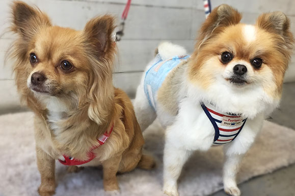 ココちゃんアイキャッチ