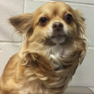 ブルちゃんビフォア