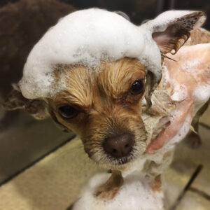 ブルちゃんシャンプー