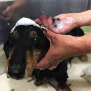 レオちゃんシャンプー