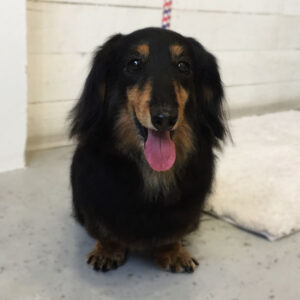 レオちゃんシャンプー