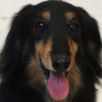 レオちゃんアイキャッチ