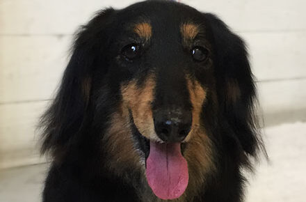 レオちゃんアイキャッチ