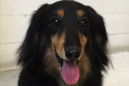 レオちゃんアイキャッチ