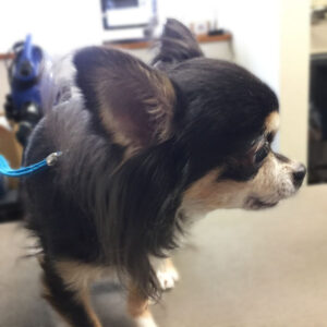 レアちゃんビフォア