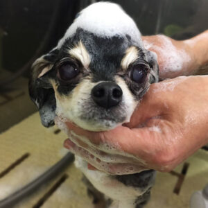 レアちゃんシャンプー