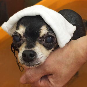 レアちゃん入浴