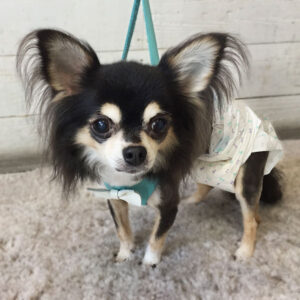 レアちゃん仕上がり