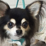 レアちゃんアイキャッチ