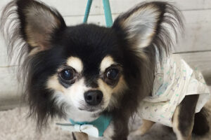 レアちゃんアイキャッチ