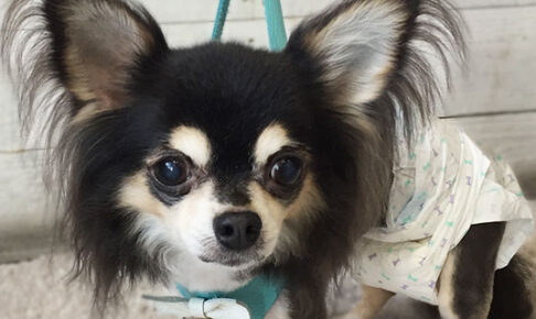 レアちゃんアイキャッチ