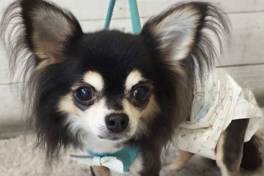 レアちゃんアイキャッチ