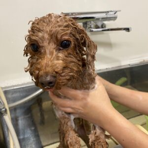 シャンプートイプー