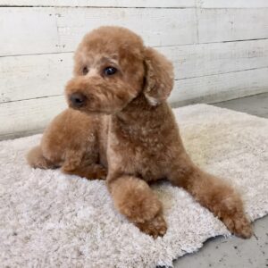 仕上がりトイプー