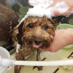 シャンプートイプー