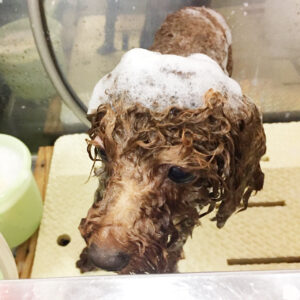 シャンプートイプー