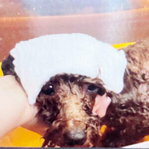 お風呂トイプー