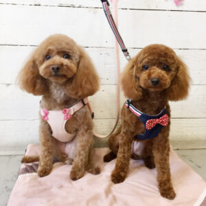 仕上がりトイプー