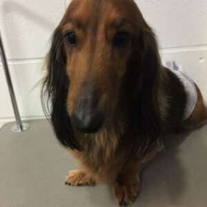 よろしくれおんちゃん