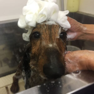 シャンプーれおんちゃん