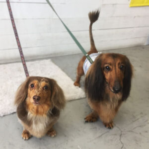 仕上がりれおんちゃんころんちゃん