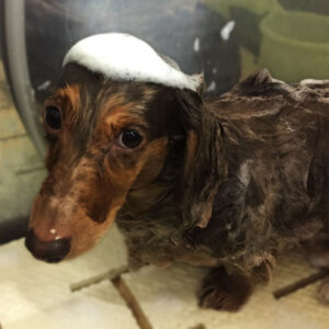 シャンプーころんちゃん