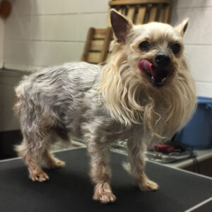 よろしく小太郎ちゃん