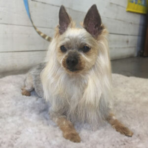 仕上がり小太郎ちゃん