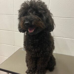 よろしくトイプー