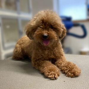 よろしくトイプー