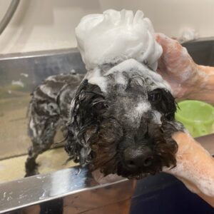 シャンプートイプー