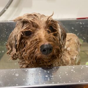 シャンプートイプー