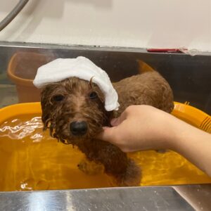 お風呂トイプー