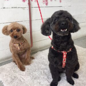 仕上がりトイプー