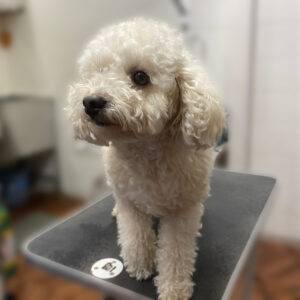 よろしくトイプー