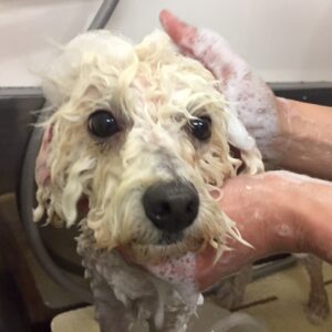 シャンプートイプー