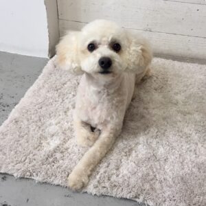 仕上がりトイプー