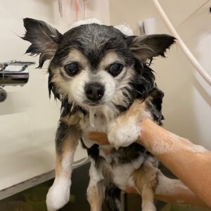 シャンプーチワワ