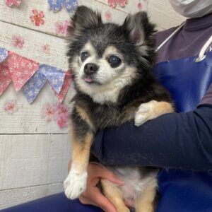 仕上がりチワワ