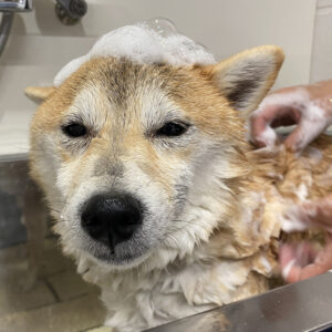 シャンプーしば