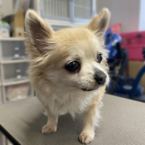 よろしくチワワ