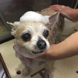 シャンプーチワワ