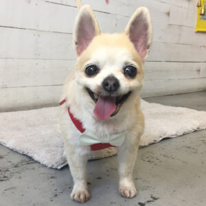 仕上がりチワワ