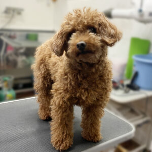 よろしくトイプー