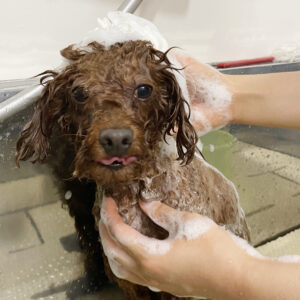 シャンプートイプー