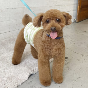 仕上がりトイプー