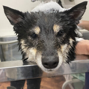 シャンプーしば