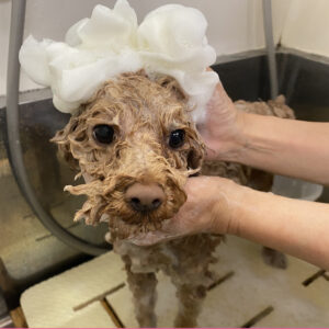 シャンプートイプー