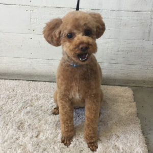 仕上がりトイプー