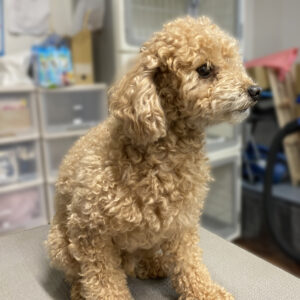 よろしくトイプー